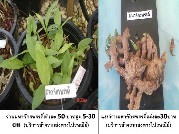 ว่านมหาจักรพรรดิ์ (บริการส่งทางไปรษณ | D&T Garden - เมืองปราจีนบุรี ปราจีนบุรี