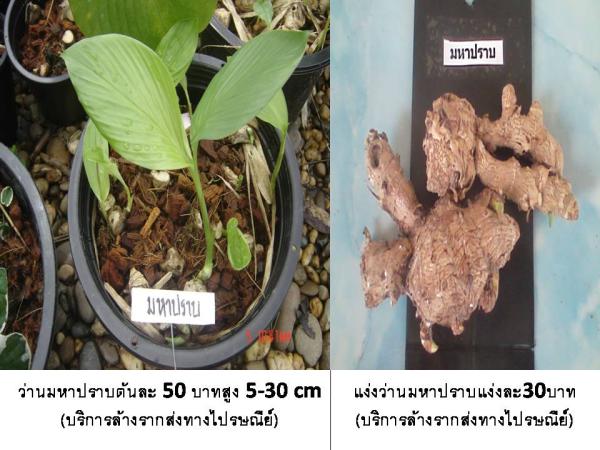 ว่านมหาปราบ (บริการส่งทางไปรษณีย์)