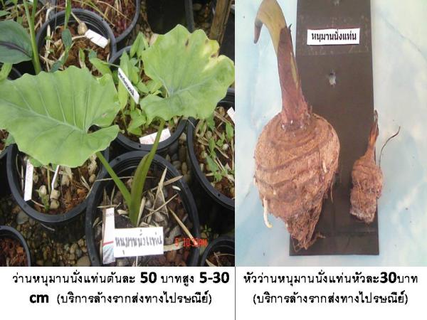 ว่านหนุมานนั่งแท่น (บริการส่งทางไปรษ | D&T Garden - เมืองปราจีนบุรี ปราจีนบุรี