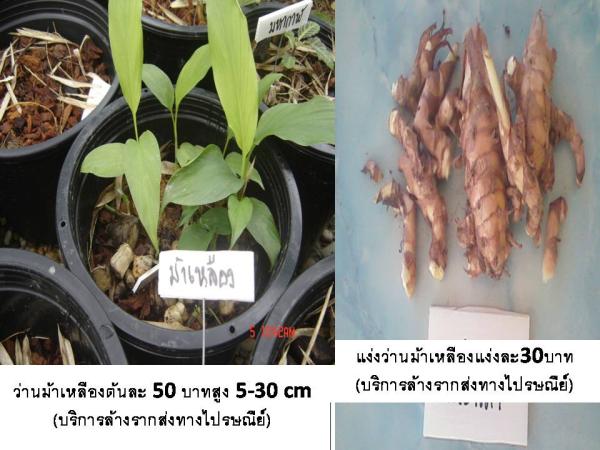 ว่านม้า (บริการส่งทางไปรษณีย์)