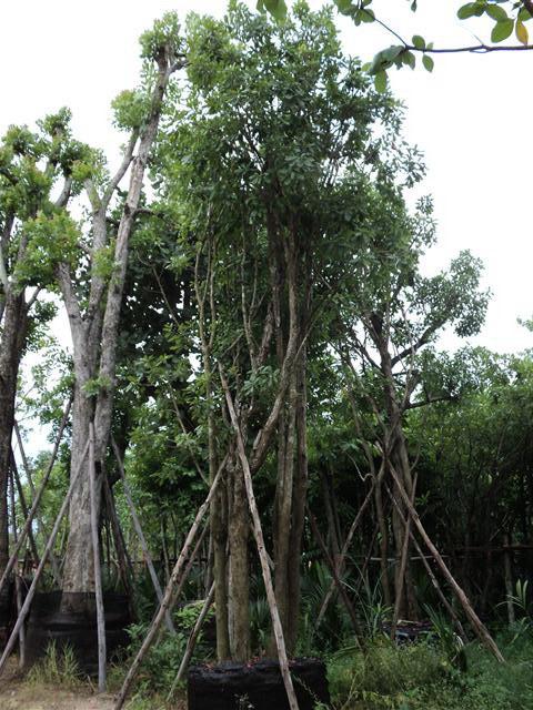 จิกกอ | คุณโอ๋พันธุ์ไม้ - เมืองปราจีนบุรี ปราจีนบุรี