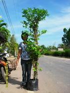 พุดสามสี ทุกไซด็ทุกขนาด | ประจวบพันธ์ไม้ - เมืองปราจีนบุรี ปราจีนบุรี