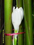 ดาหลาดอกสีขาว | ประจวบพันธ์ไม้ - เมืองปราจีนบุรี ปราจีนบุรี