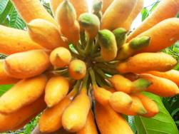 กล้วยหมูสัง | ประจวบพันธ์ไม้ - เมืองปราจีนบุรี ปราจีนบุรี