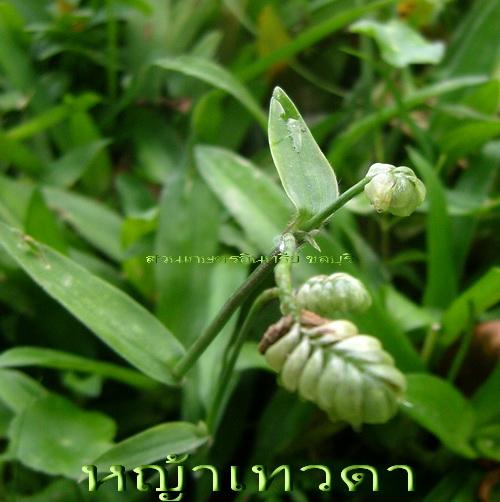 หญ้าเทวดา(ปักกิ่ง)สมุนไพรต้านมะเร็ง | สวนเกษตรอินทรีย์ - พนัสนิคม ชลบุรี