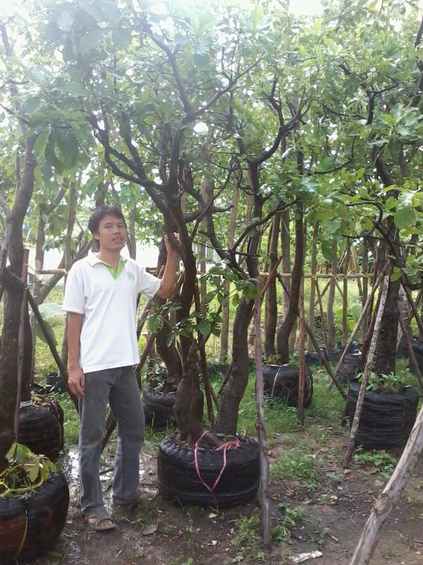 ต้นจิก | โชคพันธุ์ไม้ - เมืองปราจีนบุรี ปราจีนบุรี