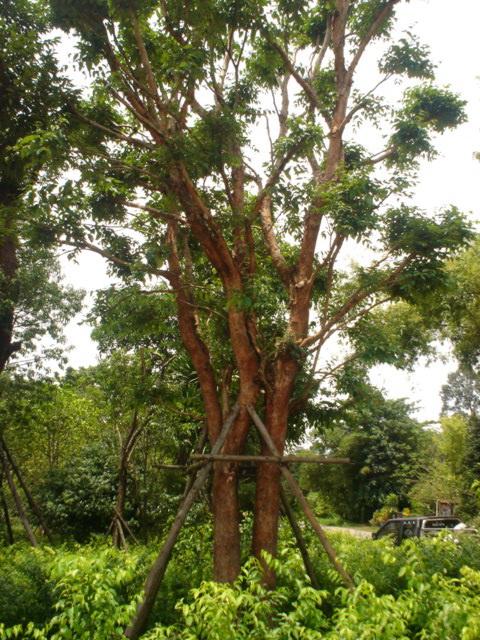 ต้นเสม็ด | โชคพันธุ์ไม้ - เมืองปราจีนบุรี ปราจีนบุรี