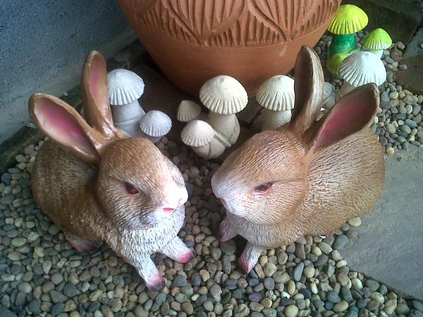 กระต่ายน้อยยืน | สวนพบพลอย - คลองสามวา กรุงเทพมหานคร