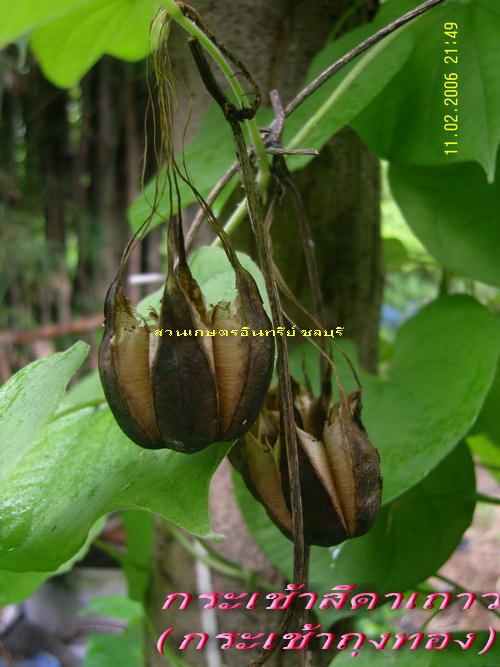 ต้นกระเช้าสีดา(เถาว์) ต้นกระเช้าถุงทอง | สวนเกษตรอินทรีย์ - พนัสนิคม ชลบุรี