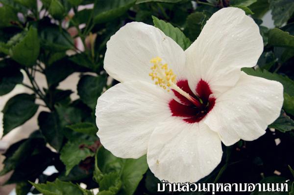 ต้นชบาดอกขาว | บ้านสวนกุหลาบอานนท์ - สามพราน นครปฐม