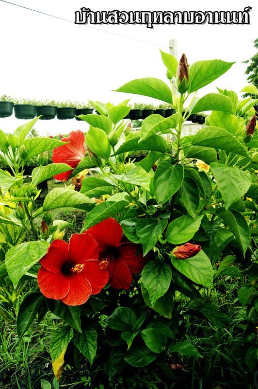 ต้นชบาดอกแดง | บ้านสวนกุหลาบอานนท์ - สามพราน นครปฐม