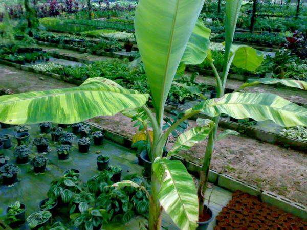 กล้วยน้ำว้าด่าง | สวนคุณชายเอม - สันป่าตอง เชียงใหม่