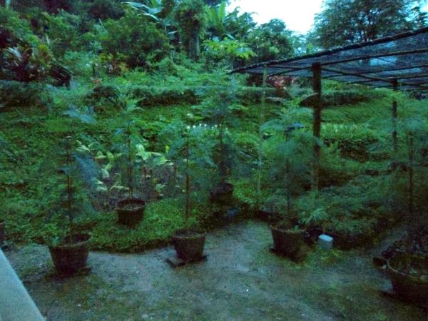 ซินโอ๊ค oaks  | เพชรเมืองหนาว - เขาค้อ เพชรบูรณ์