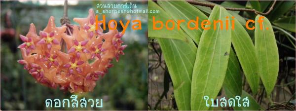 Hoya bordenii cf. โฮยา บอดีนิไอ ซีเอฟ | suansuayhoya - โพธาราม ราชบุรี