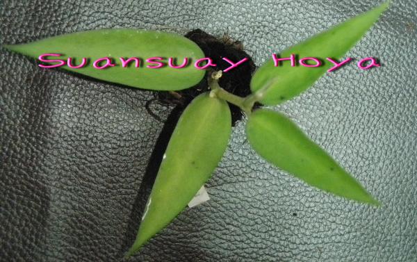 Hoya burmanica โฮยา บูมานิก้า