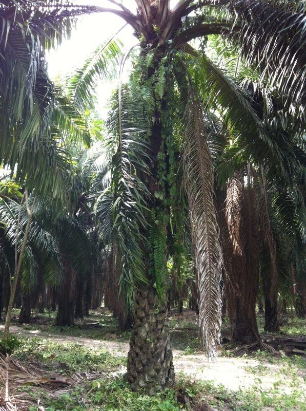 ต้นปาล์ม สำหรับจัดสวน | ปิ่นทองฟาร์ม - บ้านบึง ชลบุรี