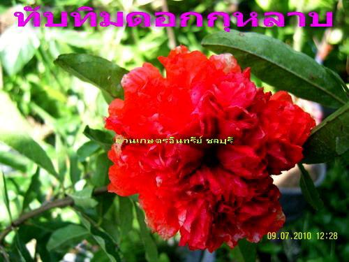 ทับทิมดอกกุหลาบ(สวยเป็นมงคล) | สวนเกษตรอินทรีย์ - พนัสนิคม ชลบุรี