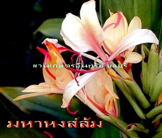 มหาหงส์ส้ม(หอมสวยแปลกตา)