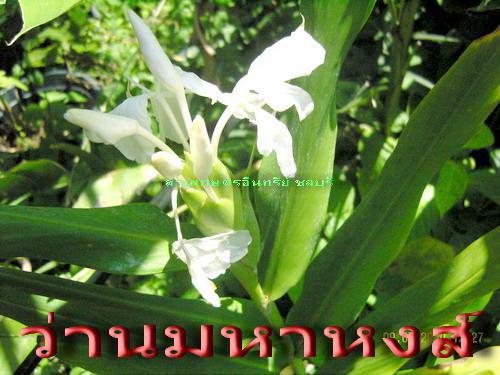 ว่านมหาหงส์(ว่านที่มีดอกหอมมากๆๆ) | สวนเกษตรอินทรีย์ - พนัสนิคม ชลบุรี
