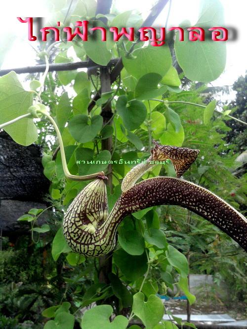 ว่านไก่ฟ้าพญาลอ(งามแปลกตาเป็นมงคลยิ่ง) | สวนเกษตรอินทรีย์ - พนัสนิคม ชลบุรี