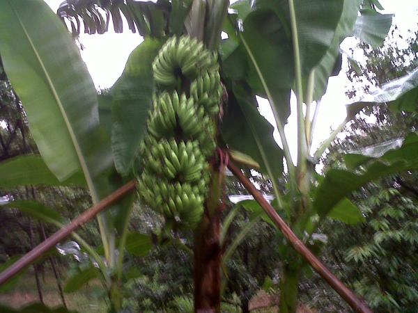 banana | อาณาจักรกล้วยแปลกๆ - ดำเนินสะดวก ราชบุรี