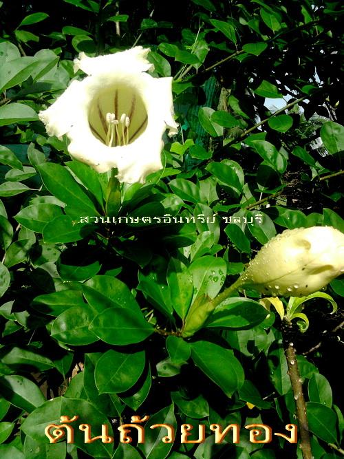 ถ้วยทอง(ไม้แห่งชัยชนะ) | สวนเกษตรอินทรีย์ - พนัสนิคม ชลบุรี