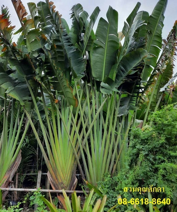 (ฟอร์มสวย) กล้วยพัด | สวนคุณศักดา - บางบัวทอง นนทบุรี