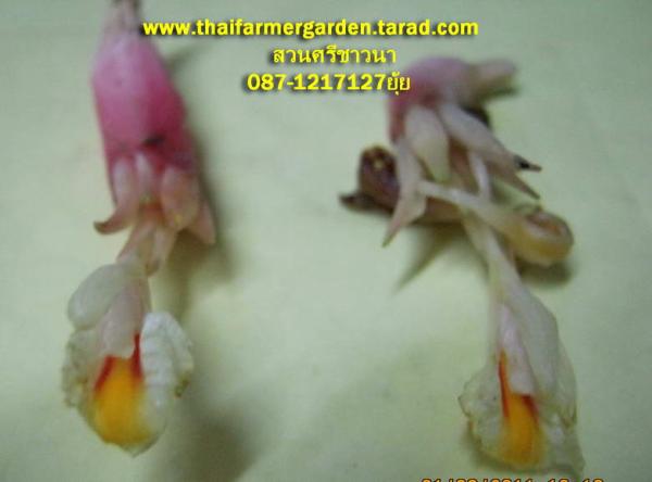 จำหน่ายดอก ดอกทองเขมร | สวนศรีชาวนา - เมืองปราจีนบุรี ปราจีนบุรี