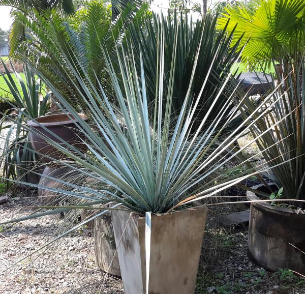 Yucca rigida | สวนไม้ชานเมือง - ลาดกระบัง กรุงเทพมหานคร