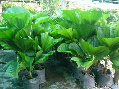 ปาล์มพัด | Green world palm  - เมืองเชียงใหม่ เชียงใหม่