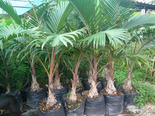 แชมเปญ | Green world palm  - เมืองเชียงใหม่ เชียงใหม่