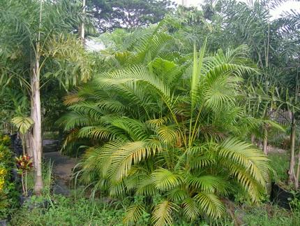 หมากเหลือง | Green world palm  - เมืองเชียงใหม่ เชียงใหม่