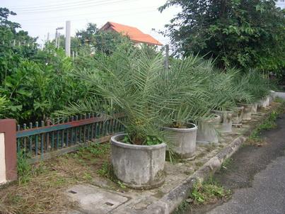 อินทผาลัม | Green world palm  - เมืองเชียงใหม่ เชียงใหม่