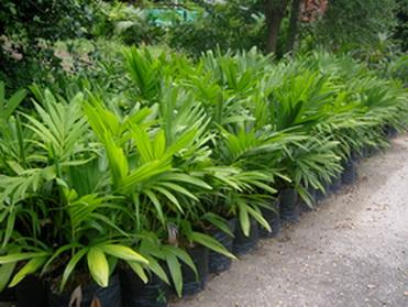 ปาล์มคอนวล | Green world palm  - เมืองเชียงใหม่ เชียงใหม่