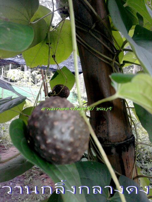 ว่านกลิ้งกลางดง(บำรุงกำหนัด) | สวนเกษตรอินทรีย์ - พนัสนิคม ชลบุรี