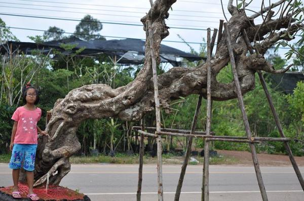 ลีลาวดี ผิวเก๋าอายุร้อยปี ทรงเอนชายหายาก | สวนพฤกษ์ไสว - เมืองปราจีนบุรี ปราจีนบุรี