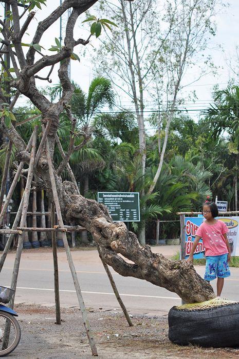 ลั่นทมหน้า15 ผิวเก๋าร้อยปี เอนชายสวย | สวนพฤกษ์ไสว - เมืองปราจีนบุรี ปราจีนบุรี