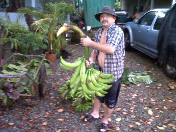 banana กล้วยงาช้าง | อาณาจักรกล้วยแปลกๆ - ดำเนินสะดวก ราชบุรี