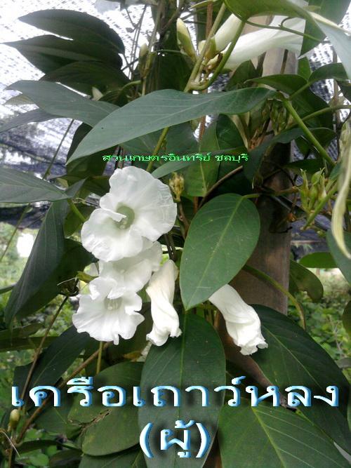 ว่านเครือเถาว์หลง(ผู้)ดอกขาวเสน่ห์ทุกทาง | สวนเกษตรอินทรีย์ - พนัสนิคม ชลบุรี