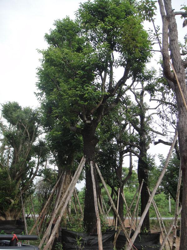 นางกวัก | สวนทวี - เมืองปราจีนบุรี ปราจีนบุรี