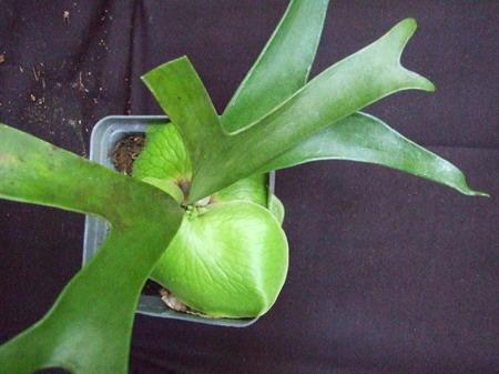Platycerium alcicorne Africa form | Siam Exotica Plants - สัตหีบ ชลบุรี