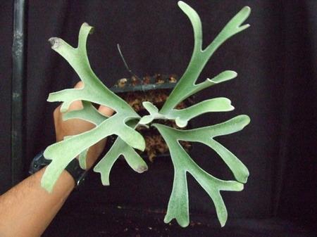 Platycerium alcicorne cv. Vassei | Siam Exotica Plants - สัตหีบ ชลบุรี