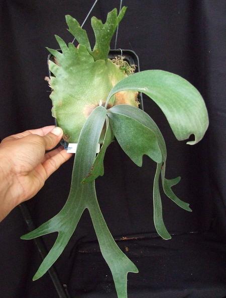Platycerium willinckii | Siam Exotica Plants - สัตหีบ ชลบุรี