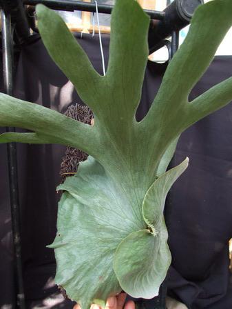 Platycerium wandae | Siam Exotica Plants - สัตหีบ ชลบุรี