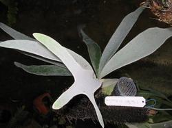 Platycerium veitchii 'Silver Frond' | Siam Exotica Plants - สัตหีบ ชลบุรี