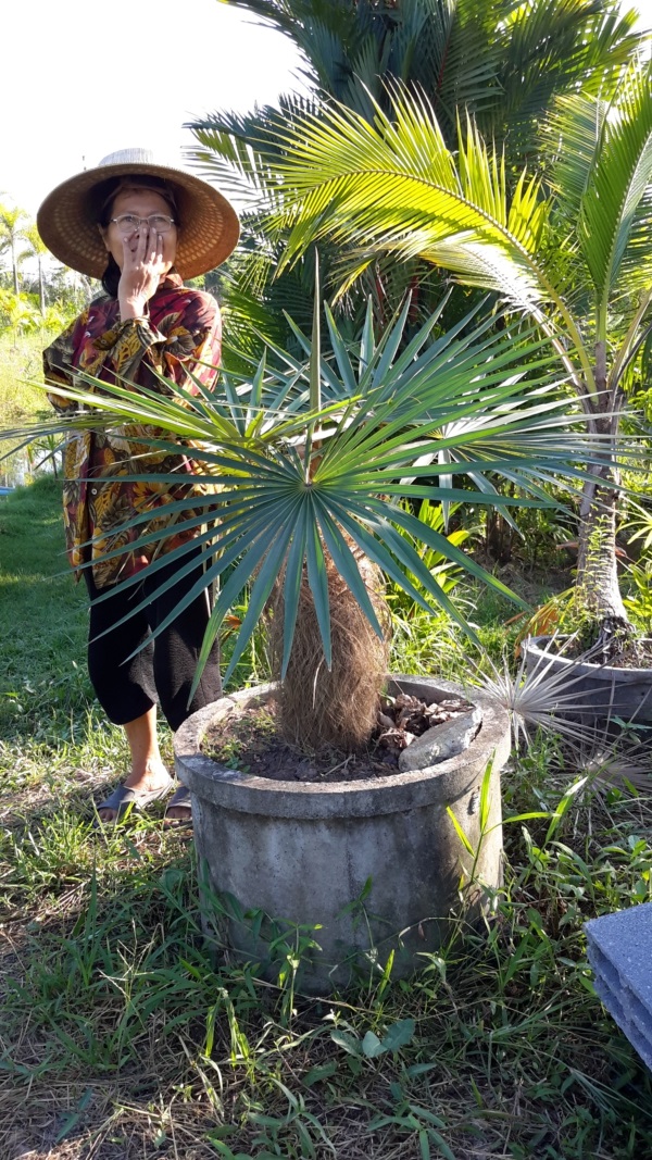 ปาล์มเคราฤๅษี,Coccothrinax crinita | สวนไม้ชานเมือง - ลาดกระบัง กรุงเทพมหานคร