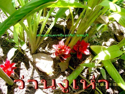 ว่านงูเห่า(ป้องกันแก้พิษงูทุกชนิด) | สวนเกษตรอินทรีย์ - พนัสนิคม ชลบุรี