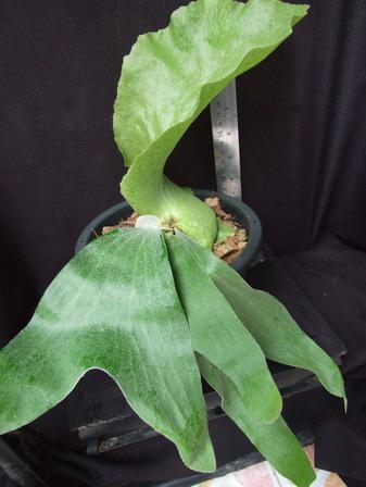 Platycerium stemaria White Form (ใบขน) | Siam Exotica Plants - สัตหีบ ชลบุรี