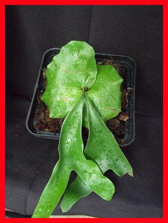 Platycerium stemaria Laurentii  Form | Siam Exotica Plants - สัตหีบ ชลบุรี