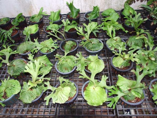 Platycerium ridleyi (เขากวางตั้ง) | Siam Exotica Plants - สัตหีบ ชลบุรี